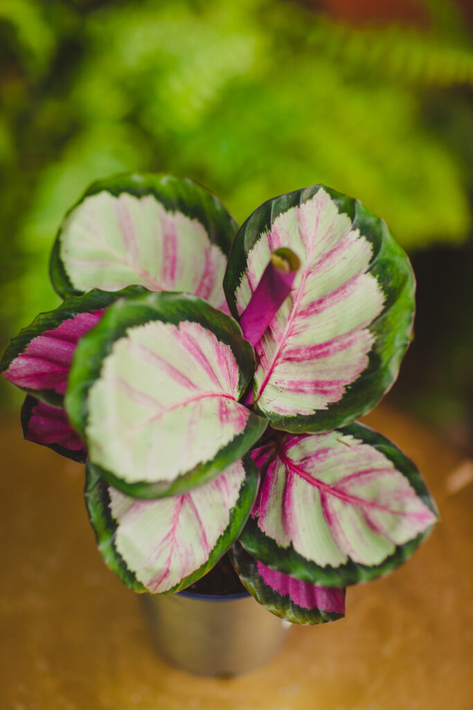 Calathea roseopicta Silvia (Kalatea) - Jungle Boogie