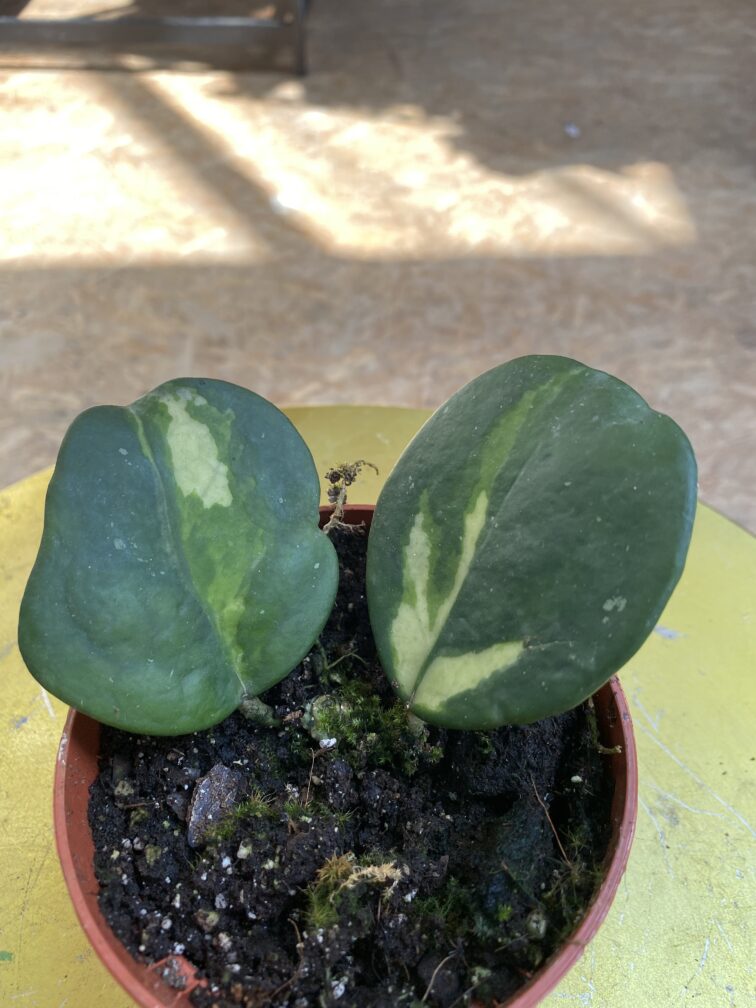 hoya-obovata-variegata_10x5-1_1723295545.jpg Zdjęcie rosliny doniczkowej Hoya obovata variegata, ujęcie 1