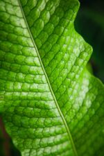 Zdjęcie rosliny doniczkowej Microsorum musifolium Crocodyllus, ujęcie 1