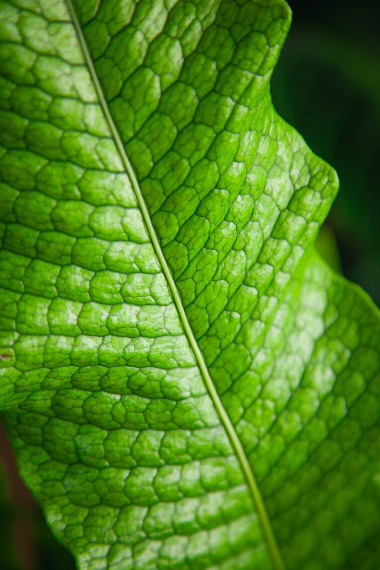 Zdjęcie rosliny doniczkowej Microsorum musifolium Crocodyllus, ujęcie 1