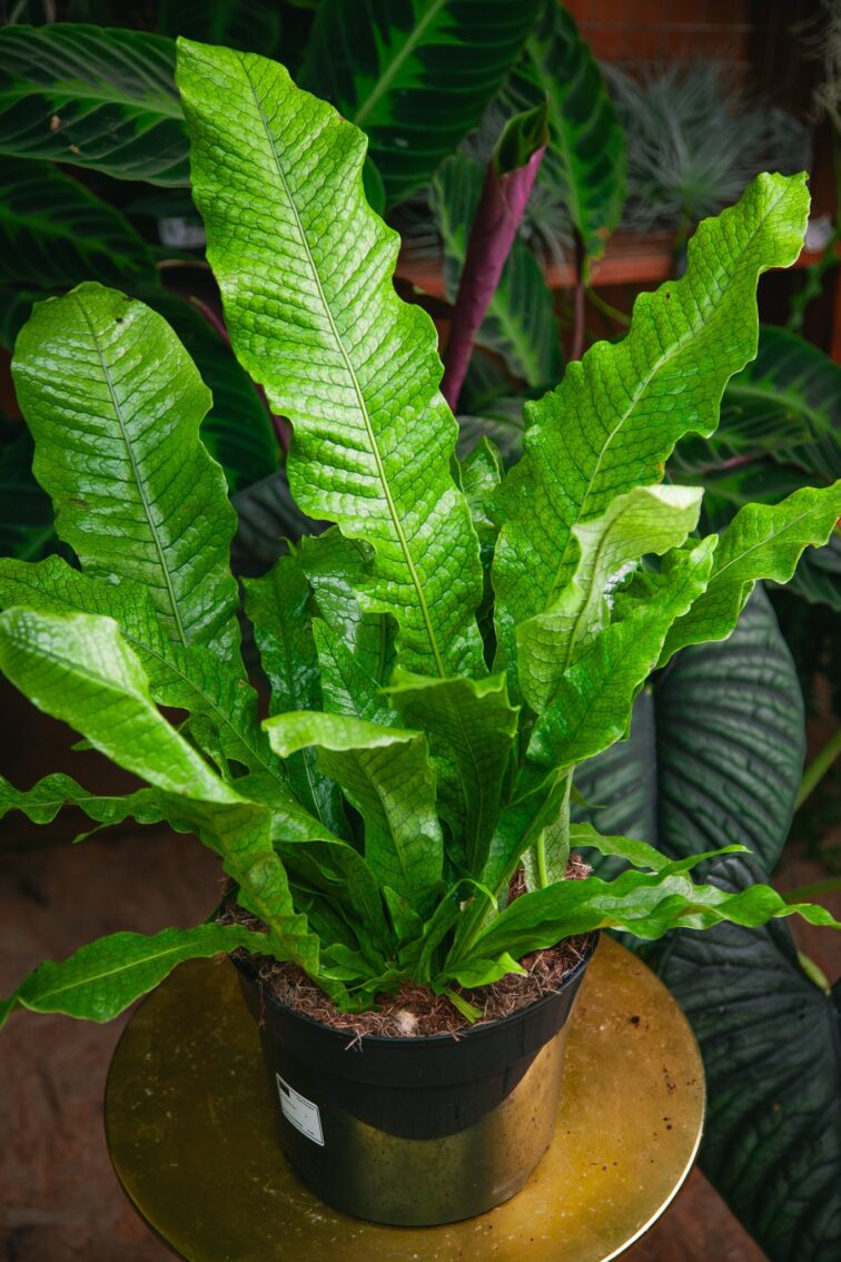 Zdjęcie rosliny doniczkowej Microsorum musifolium Crocodyllus, ujęcie 2