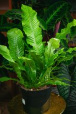 Zdjęcie rosliny doniczkowej Microsorum musifolium Crocodyllus, ujęcie 3