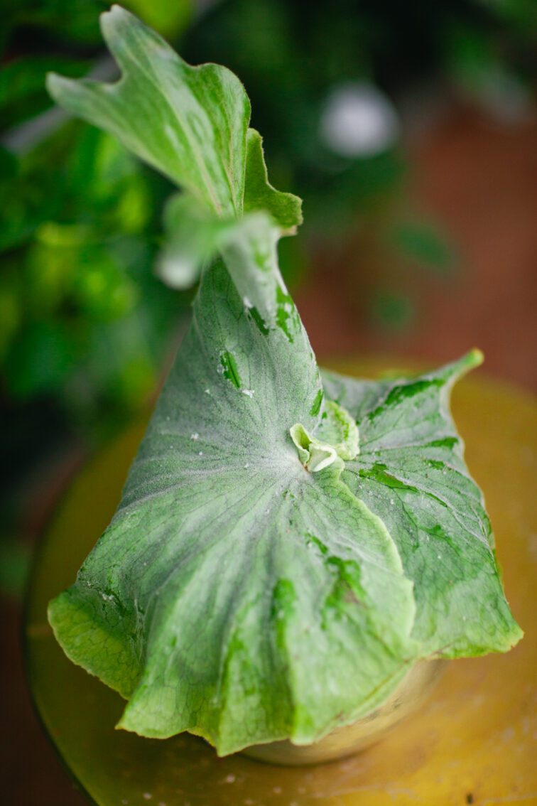 platycerium-superbum_12x25-1_1725023318.jpg Zdjęcie rosliny doniczkowej Platycerium superbum, ujęcie 1