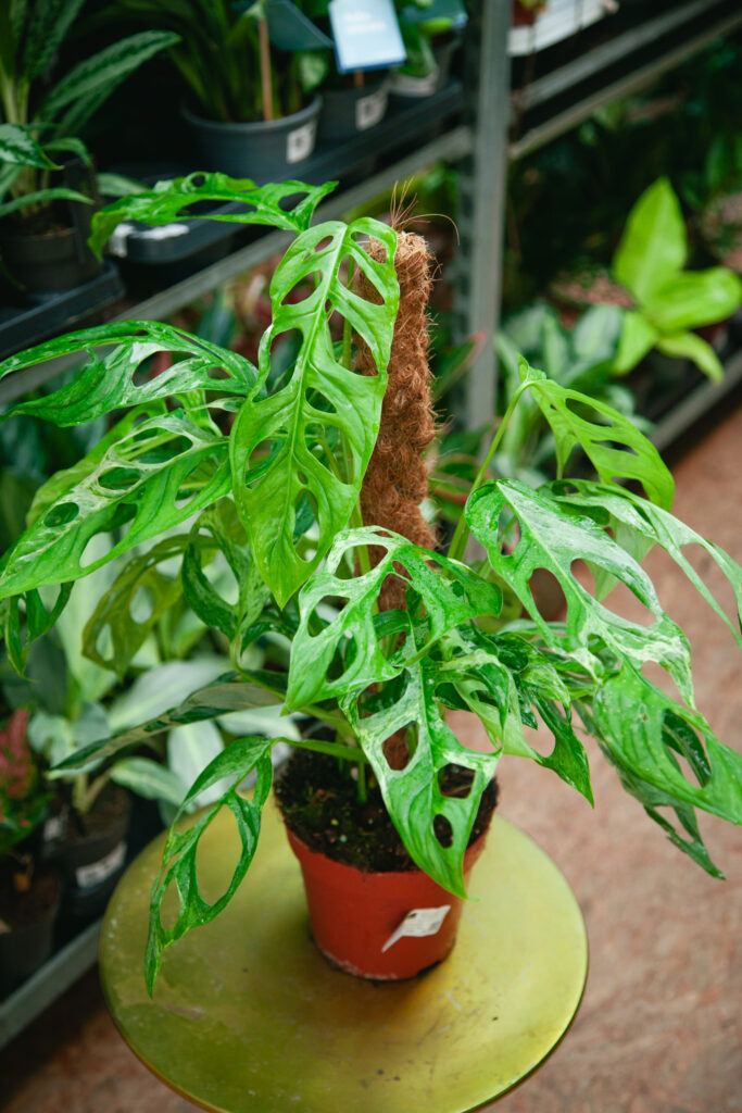 Monstera Adansonii Indonesian Marble - Jungle Boogie
