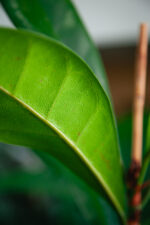 Zdjęcie rosliny doniczkowej Ficus Cyathistipula, ujęcie 3