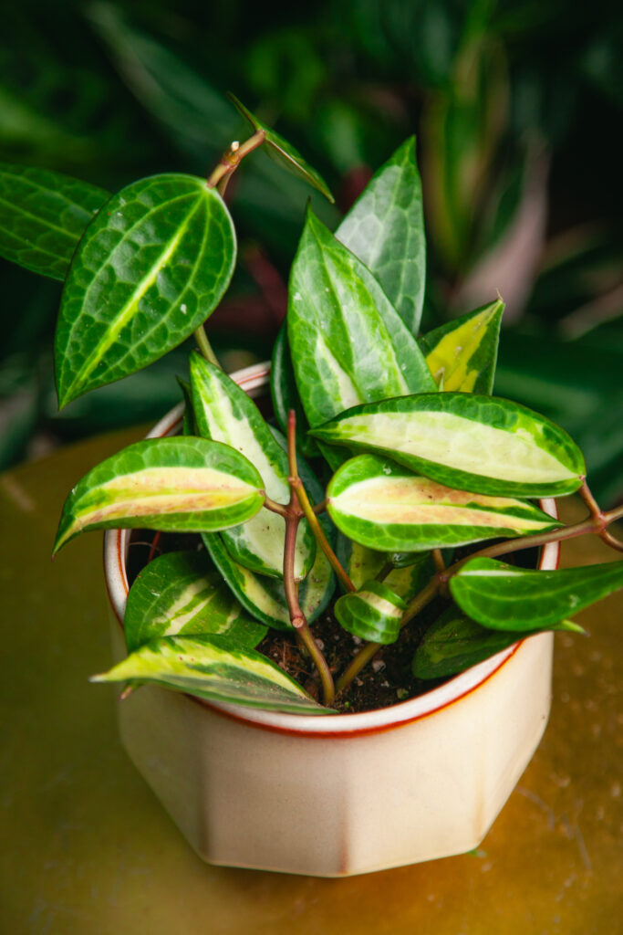 Hoya latifolia Pot of Gold - Jungle Boogie