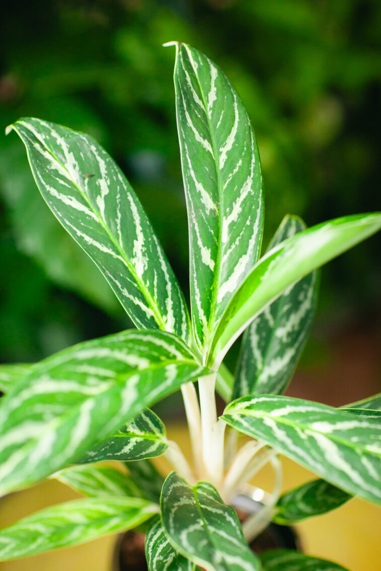 aglaonema-ivy-green_12x25-1_1731749949.jpg Zdjęcie rosliny doniczkowej Aglaonema Ivy Green, ujęcie 1