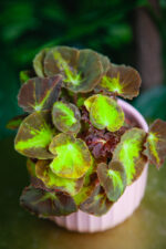 Zdjęcie rosliny doniczkowej Begonia Magic Colours Montuno, ujęcie 1