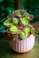 Zdjęcie rosliny doniczkowej Begonia Magic Colours Montuno, ujęcie 2