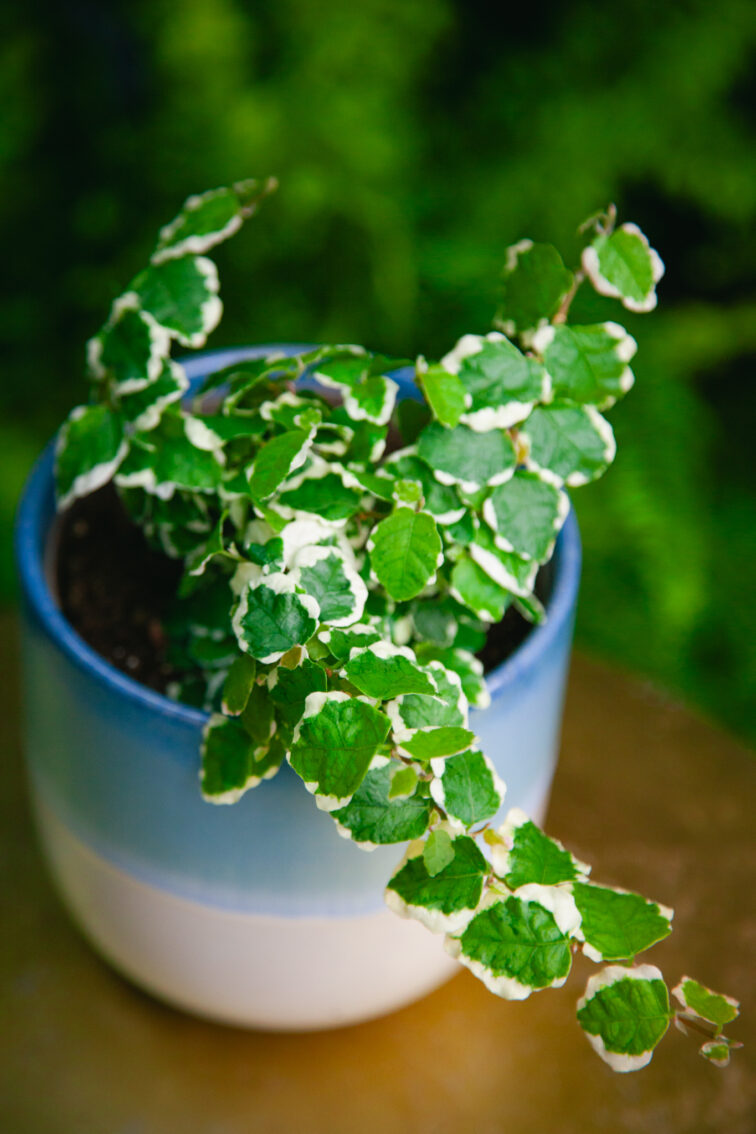 Zdjęcie rosliny doniczkowej Ficus pum. White Sunny, ujęcie 1