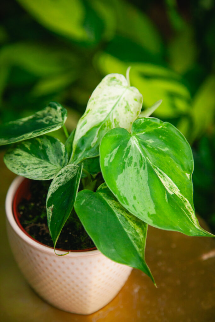 planting creepers Wall Creeper main image 0