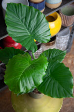 Zdjęcie rosliny doniczkowej Alocasia gageana California, ujęcie 1