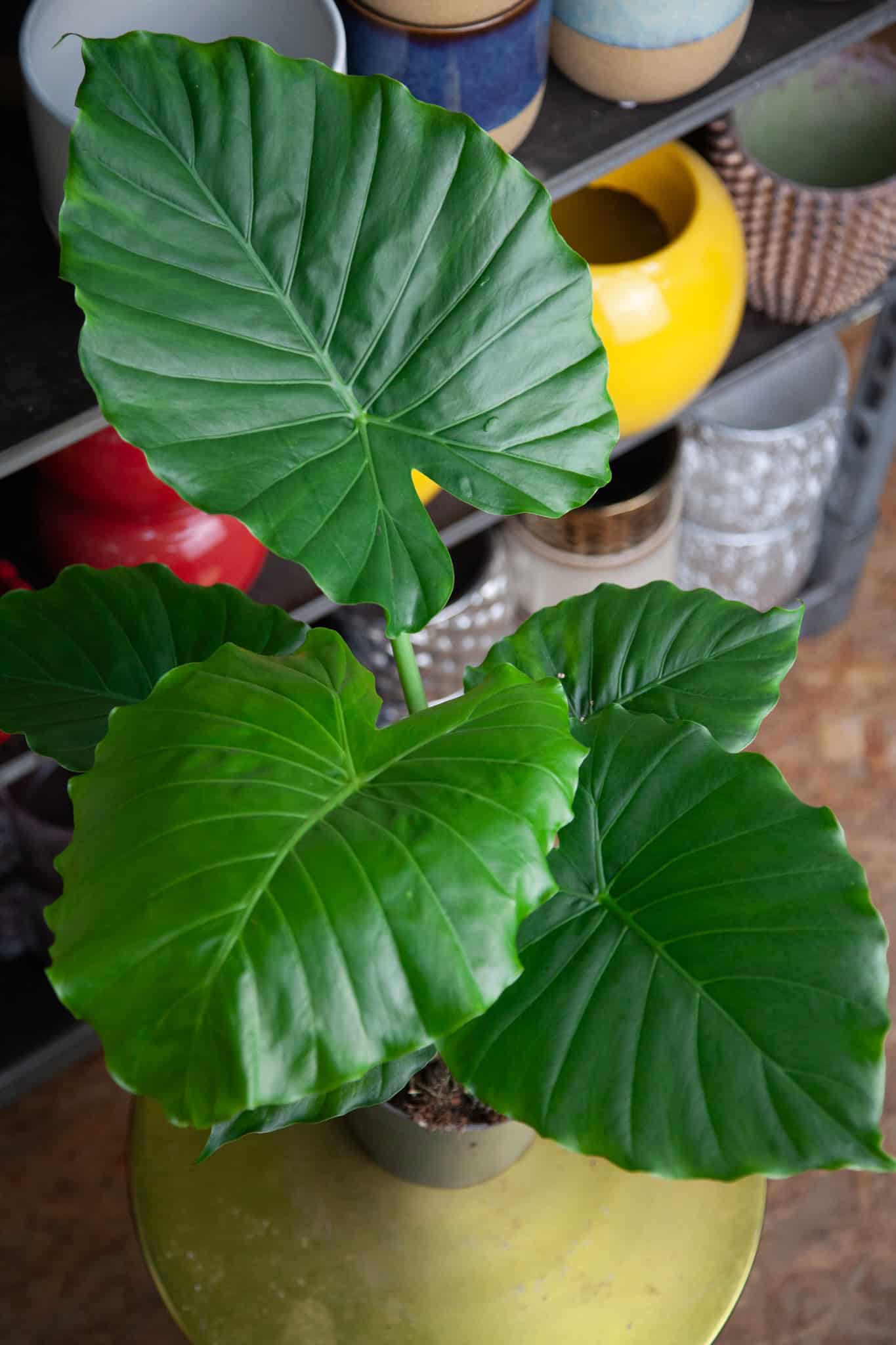 Zdjęcie rosliny doniczkowej Alocasia gageana California, ujęcie 1