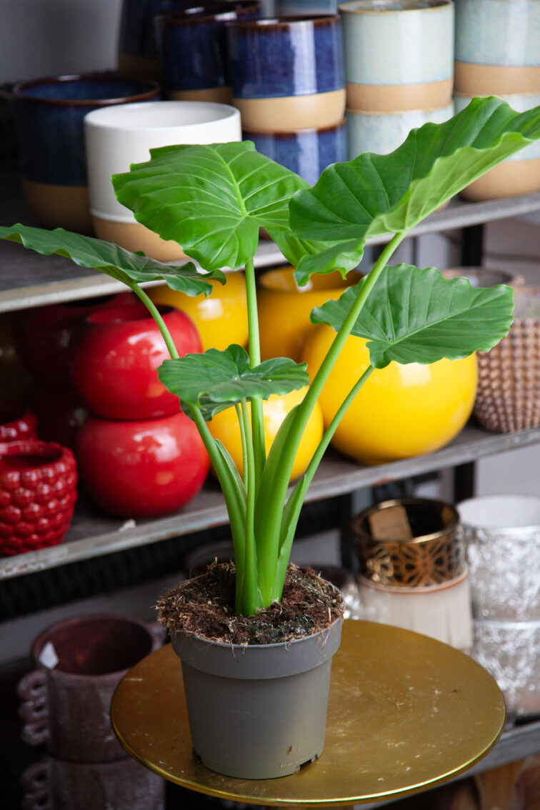 Zdjęcie rosliny doniczkowej Alocasia gageana California, ujęcie 2