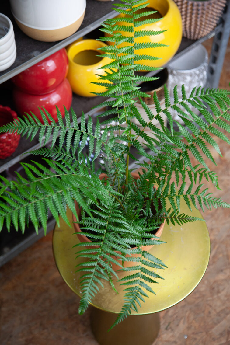 Zdjęcie rosliny doniczkowej Dicksona Antarctica (paproć drzewiasta), ujęcie 1