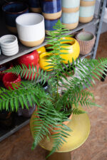 Zdjęcie rosliny doniczkowej Dicksona Antarctica (paproć drzewiasta), ujęcie 2