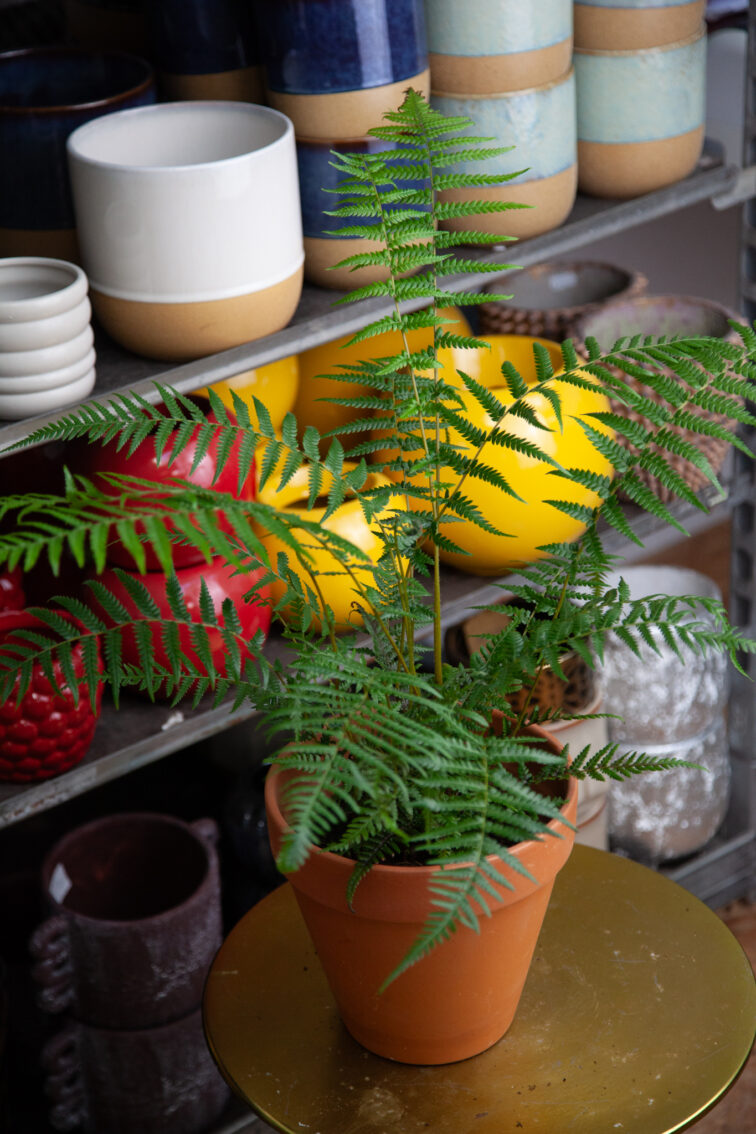 Zdjęcie rosliny doniczkowej Dicksona Antarctica (paproć drzewiasta), ujęcie 3