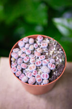 Zdjęcie rosliny doniczkowej Lithops, ujęcie 1