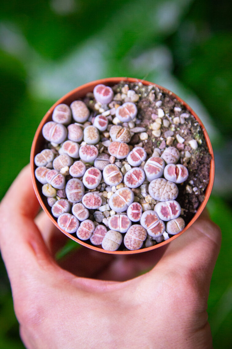 Zdjęcie rosliny doniczkowej Lithops, ujęcie 2