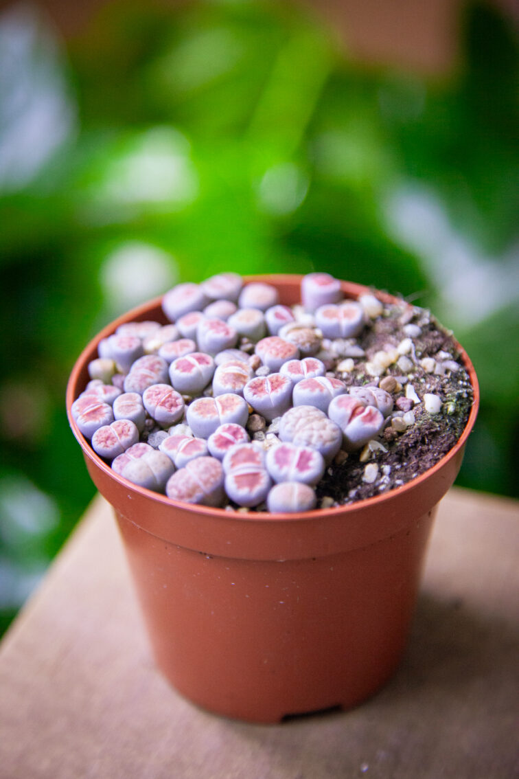 Zdjęcie rosliny doniczkowej Lithops, ujęcie 3