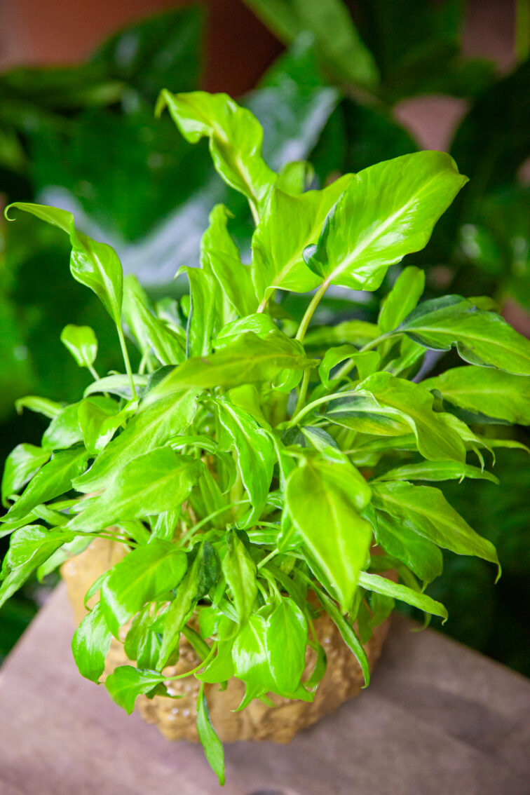 Zdjęcie rosliny doniczkowej Philodendron Xanadu Gold, ujęcie 1