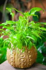 Zdjęcie rosliny doniczkowej Philodendron Xanadu Gold, ujęcie 2