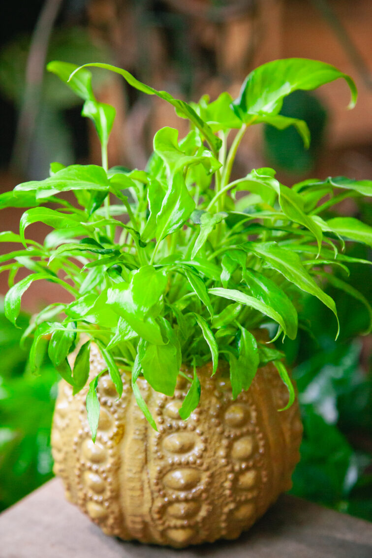 Zdjęcie rosliny doniczkowej Philodendron Xanadu Gold, ujęcie 2