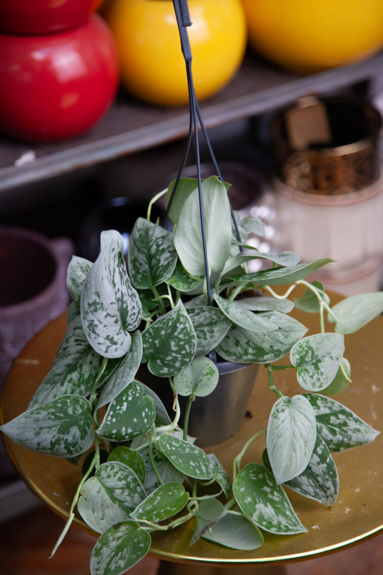 scindapsus-pictus-silvery-ann_14x55-1_1737799017.jpg Zdjęcie rosliny doniczkowej Scindapsus pictus Silvery Ann (Scindapsus pstry), ujęcie 1