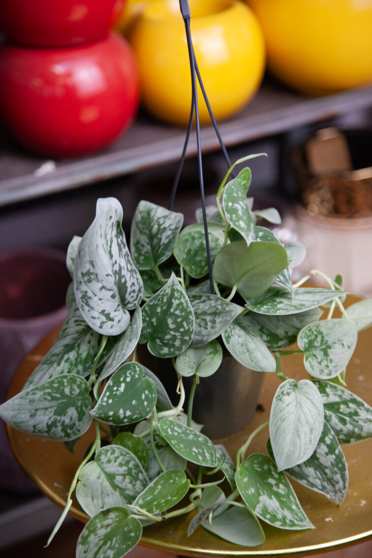 Zdjęcie rosliny doniczkowej Scindapsus pictus Silvery Ann (Scindapsus pstry), ujęcie 2