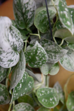 Zdjęcie rosliny doniczkowej Scindapsus pictus Silvery Ann (Scindapsus pstry), ujęcie 3