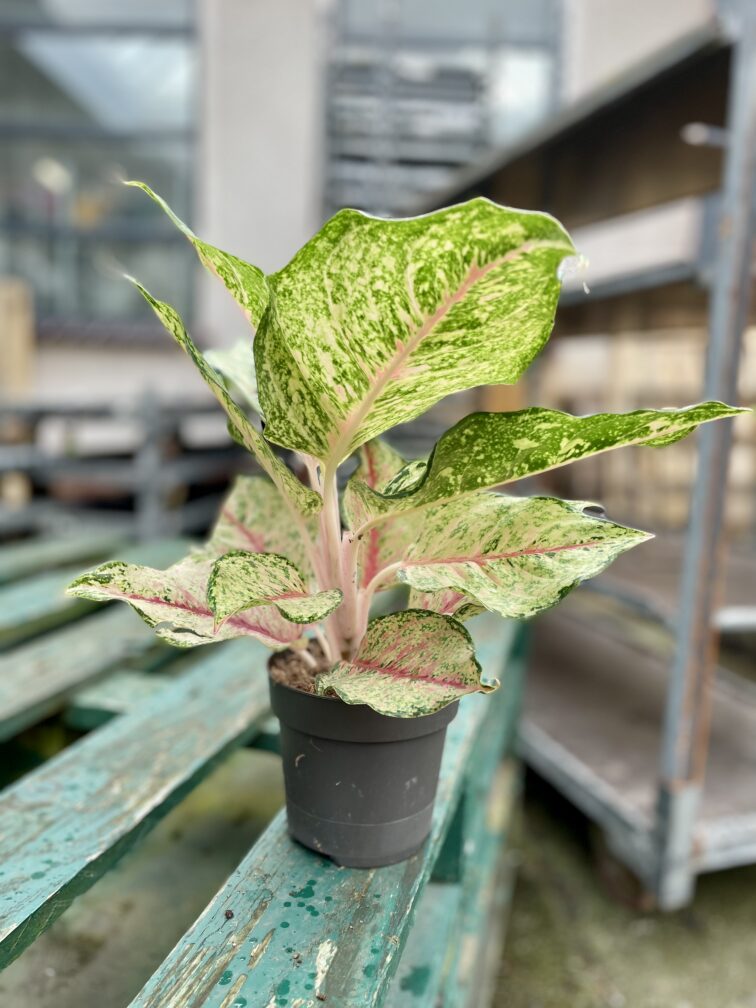 aglaonema-pistachio-pink_12x30-1_1738344886.jpg Zdjęcie rosliny doniczkowej Aglaonema Pistachio Pink, ujęcie 1