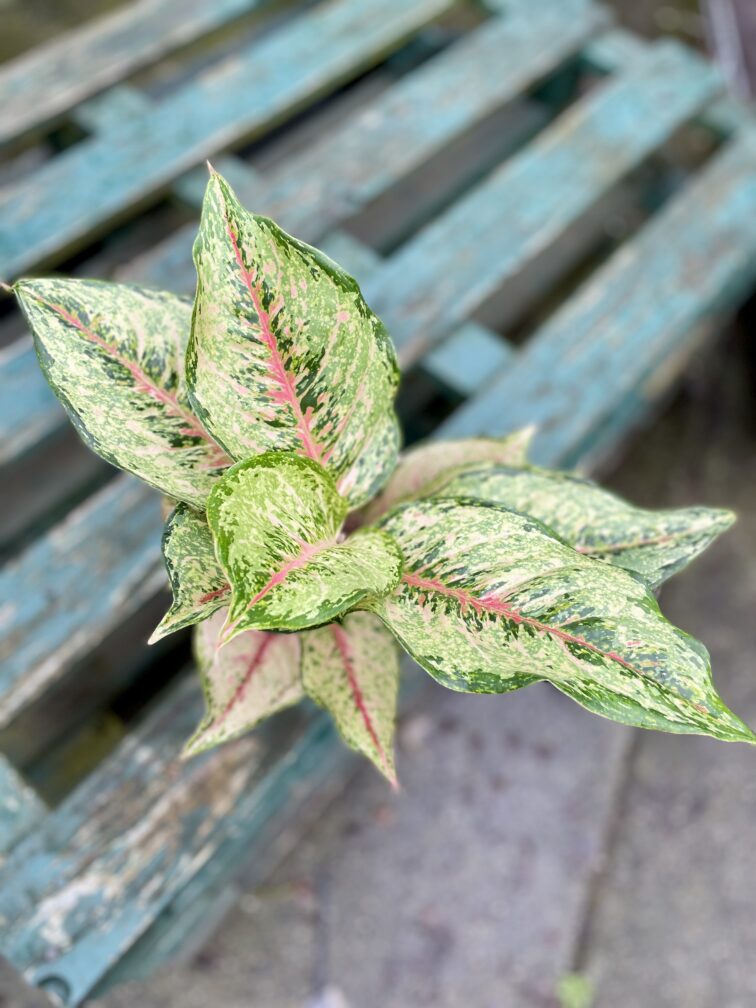 Zdjęcie rosliny doniczkowej Aglaonema Pistachio Pink, ujęcie 2