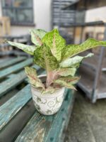 Zdjęcie rosliny doniczkowej Aglaonema Pistachio Pink, ujęcie 3