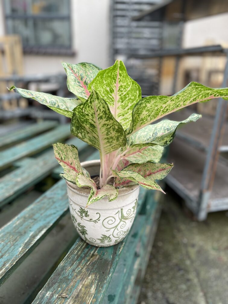 Zdjęcie rosliny doniczkowej Aglaonema Pistachio Pink, ujęcie 3