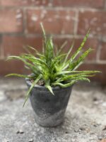 Zdjęcie rosliny doniczkowej Aloe Jurassic spider, ujęcie 1