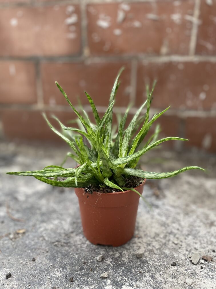 Zdjęcie rosliny doniczkowej Aloe Jurassic spider, ujęcie 2