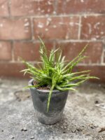 Zdjęcie rosliny doniczkowej Aloe Jurassic spider, ujęcie 3