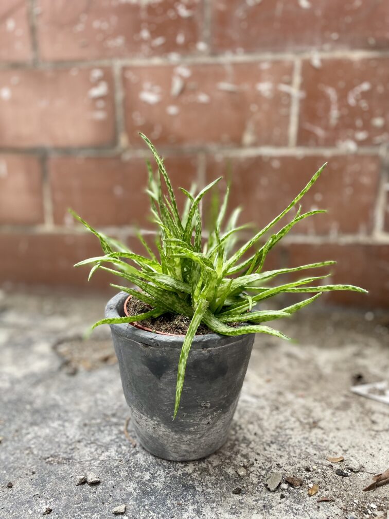 Zdjęcie rosliny doniczkowej Aloe Jurassic spider, ujęcie 3