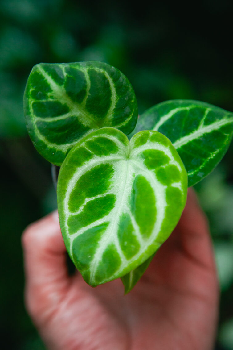 Zdjęcie rosliny doniczkowej Anthurium Crystal Hope, ujęcie 2