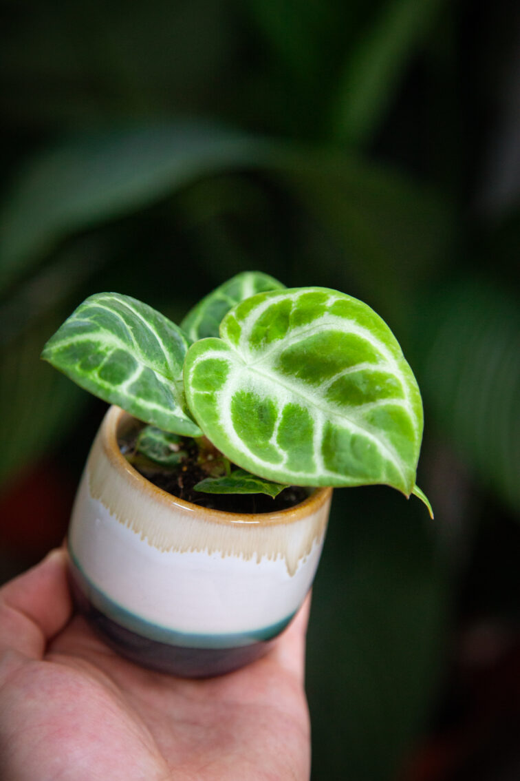 Zdjęcie rosliny doniczkowej Anthurium Crystal Hope, ujęcie 3