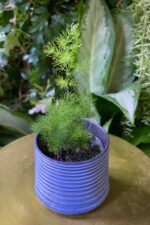 Zdjęcie rosliny doniczkowej Asparagus umbellatus, ujęcie 1