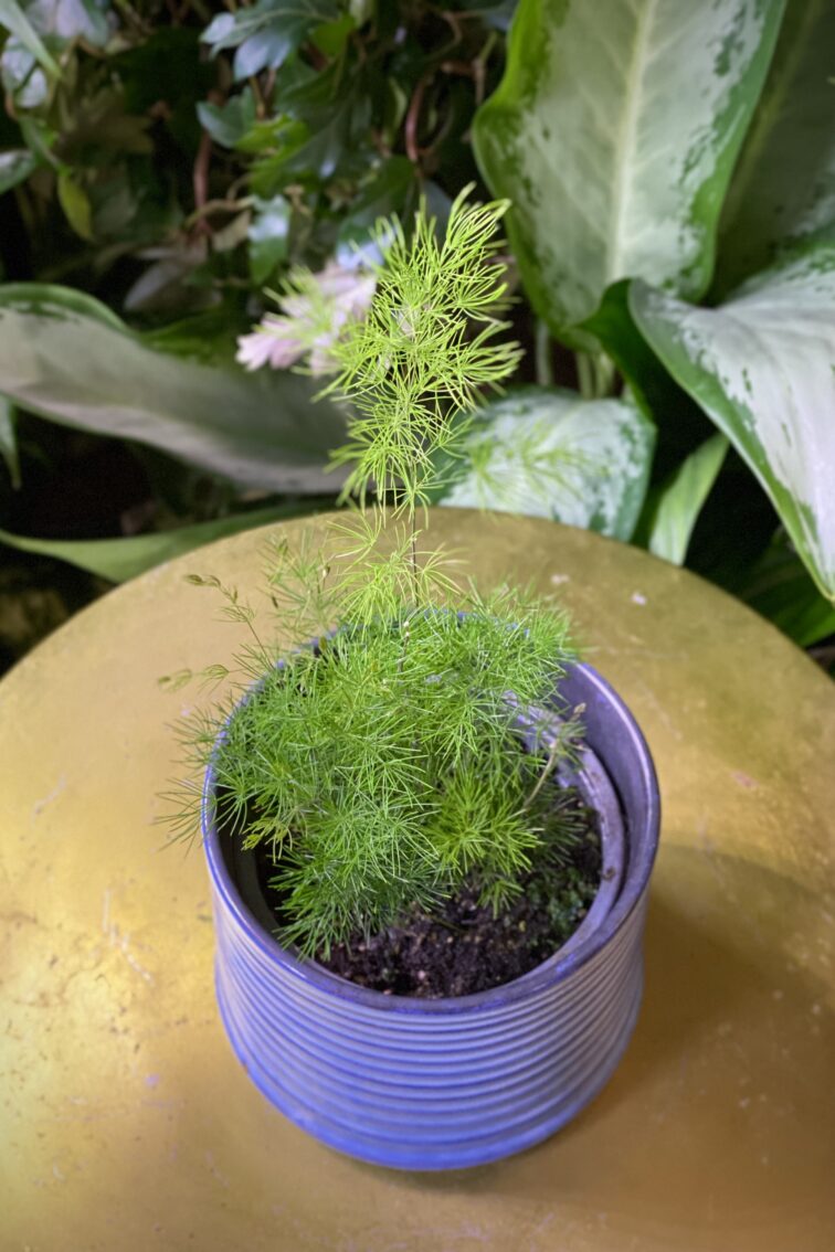 Zdjęcie rosliny doniczkowej Asparagus umbellatus, ujęcie 2