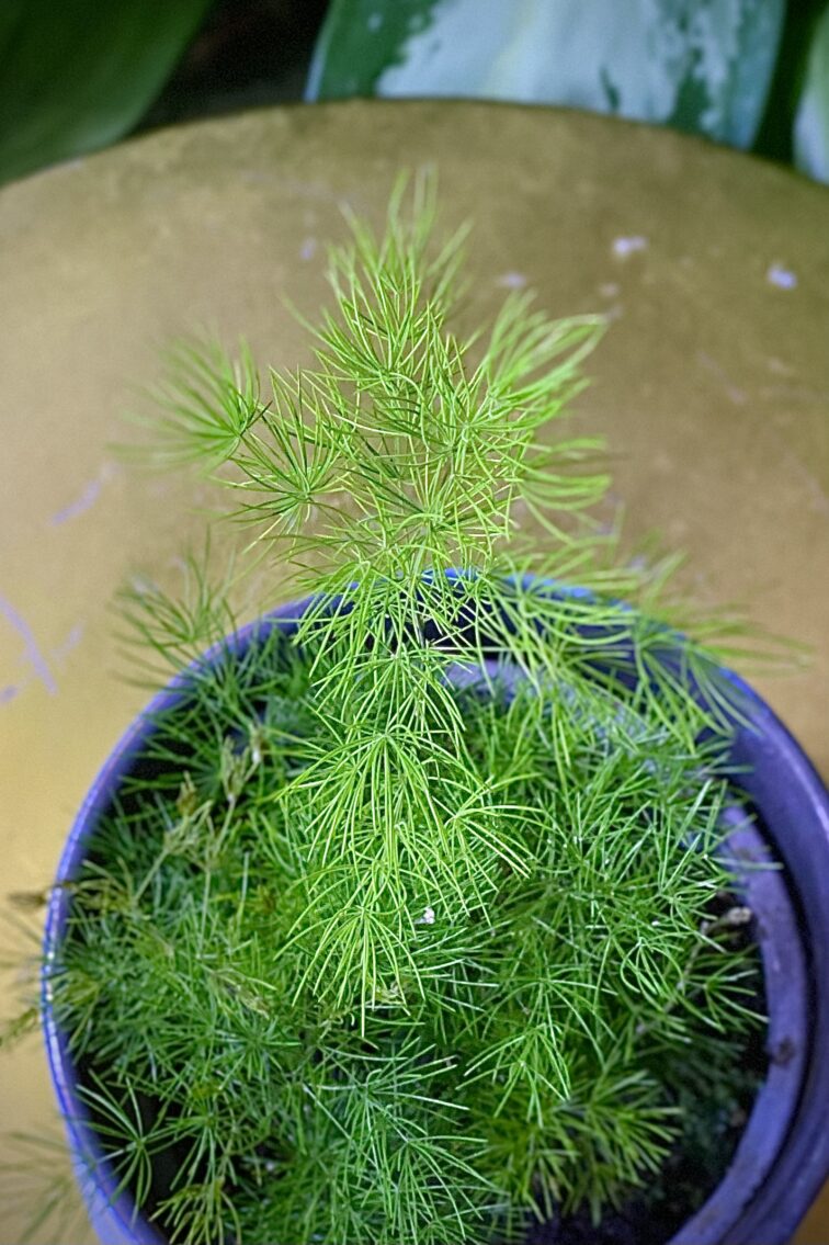 Zdjęcie rosliny doniczkowej Asparagus umbellatus, ujęcie 3