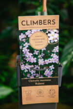 Zdjęcie rosliny doniczkowej Clematis montana Rubens, ujęcie 1