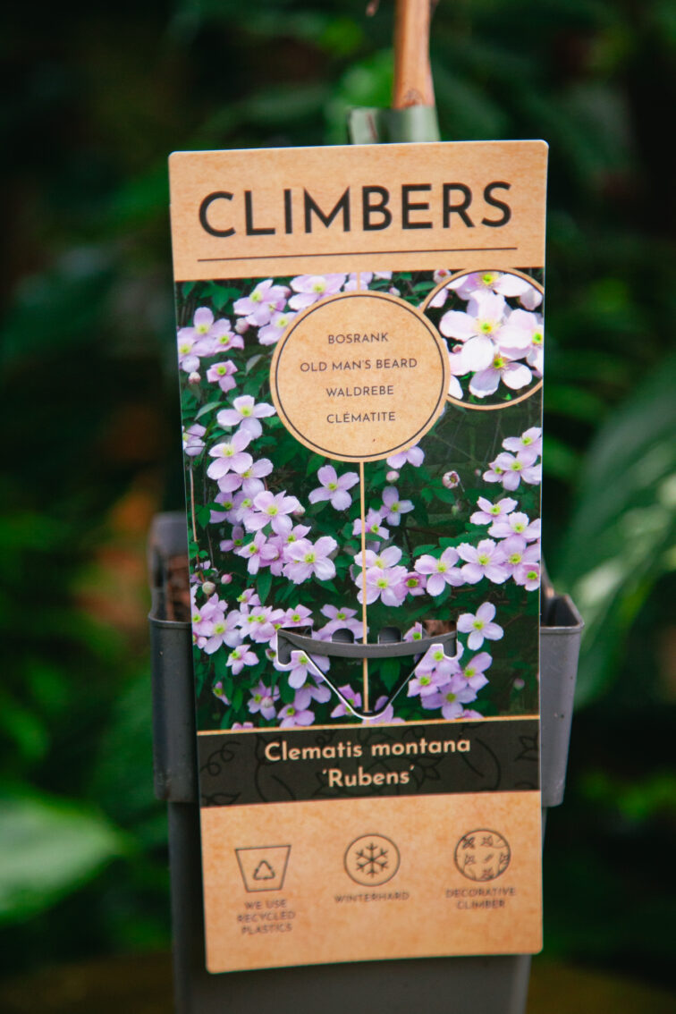 clematis-montana-rubens_15x60-1_1739009426.jpg Zdjęcie rosliny doniczkowej Clematis montana Rubens, ujęcie 1