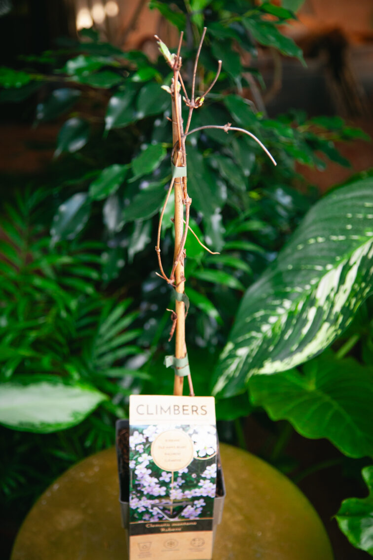 Zdjęcie rosliny doniczkowej Clematis montana Rubens, ujęcie 2