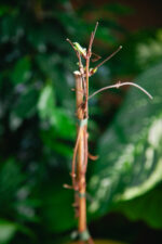 Zdjęcie rosliny doniczkowej Clematis montana Rubens, ujęcie 3