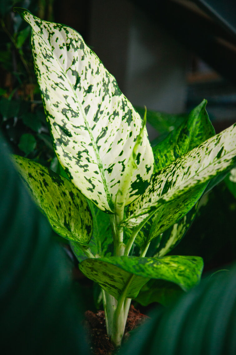 Zdjęcie rosliny doniczkowej Dieffenbachia Snowflake, ujęcie 1