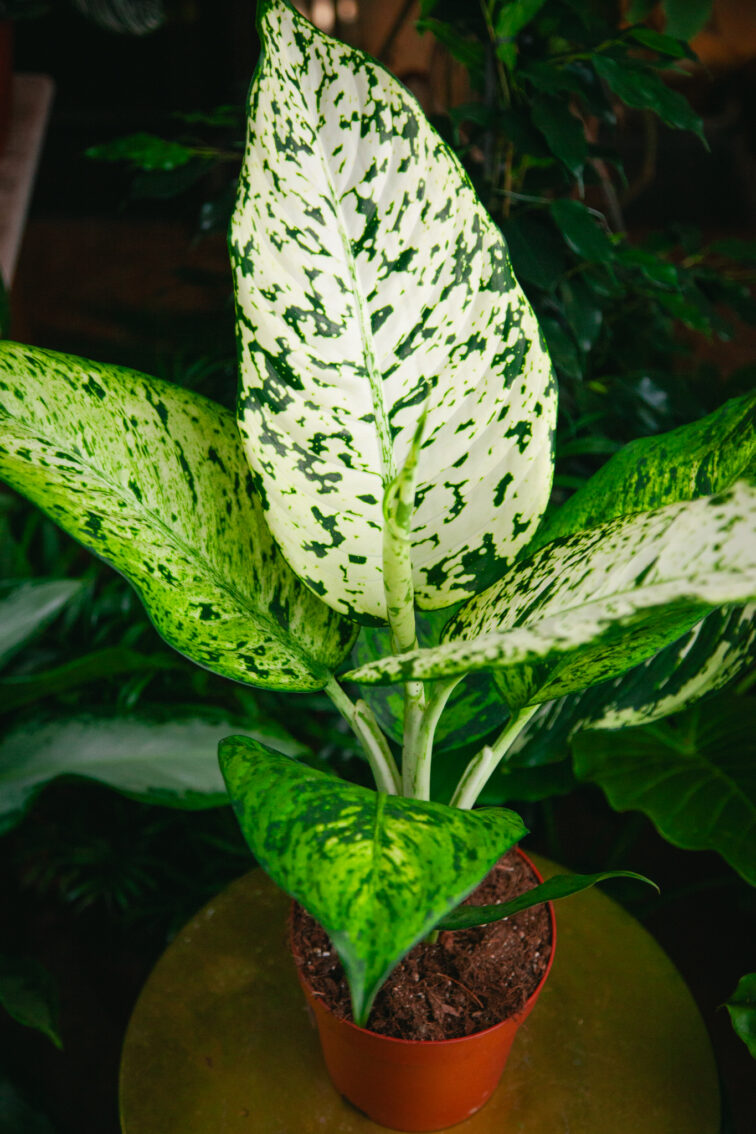 Zdjęcie rosliny doniczkowej Dieffenbachia Snowflake, ujęcie 2