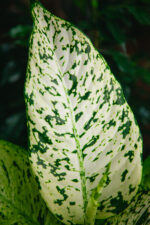 Zdjęcie rosliny doniczkowej Dieffenbachia Snowflake, ujęcie 3